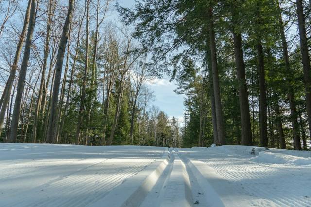 Langlaufski für Erwachsene: Vergleich und Kaufberatung